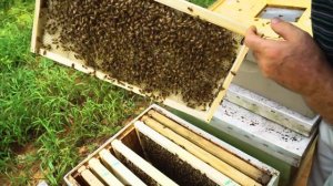 Пасека#89 Как Правильно Заставить Пчёл, Оттянуть Вощин?