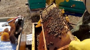 Как быстро увеличить пасеку . Отводки на одну рамку ра?