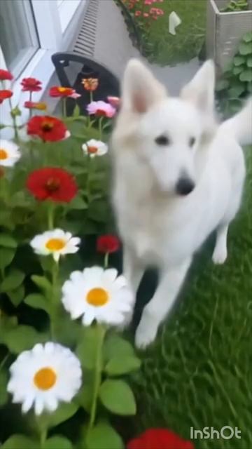 белоснежное чудо