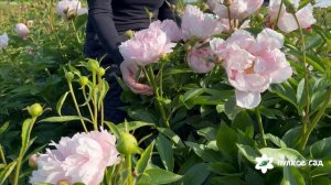 Pink Vanguard peony. Пинк Вангард пион. Пулков сад (2025 г.)