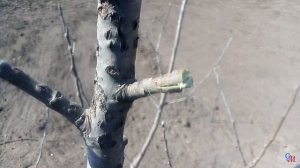 Прививки яблони и груши весной