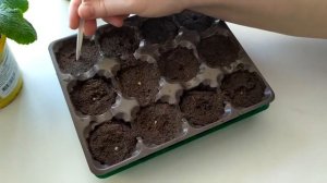 Томаты из семян.Посадка в торф.Результат в теплице.