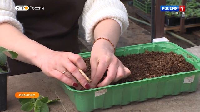 Черенкуем петунии смотреть онлайн