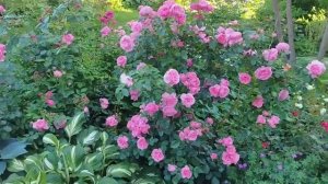 роза флорибунда Leonardo da Vinci (роза Леонардо да Винчи)