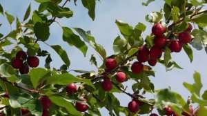 НЕ ПЛОДОНОСИТ СЛИВА-ИСПРАВЛЯЕМ ОШИБКИ