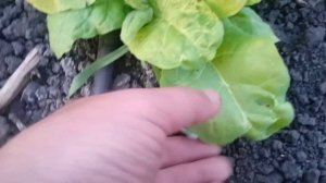 Нехватка бора на растении