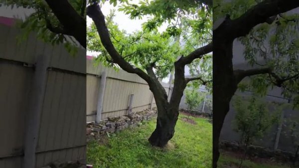 Дерево-сад(абрикос)👀 #pozitiff_garden #дерево_сад #деревосад #