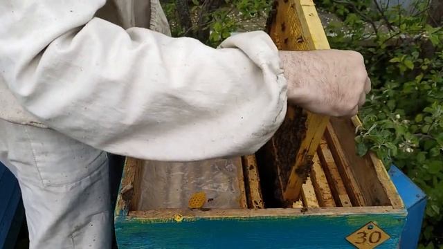 Пчелопакет от покупки до откачки меда 3 серия
