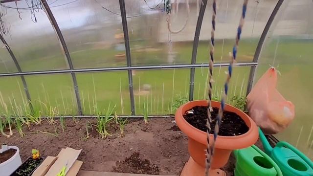 11мая . Посадила огурцы 🥒и перец🫑#дача #перец #огурцы # смотреть онлайн