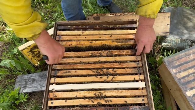 🍯Мёд с фацелии: идеальный сладкий урожай! Ревизия уль смотреть онлайн