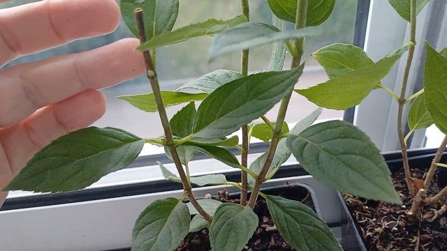 Мечта Лесково, новинка 2025г. Резанные саженцы, качество смотреть онлайн