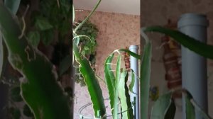 Питахайя, выращиваем дома. Ошибки