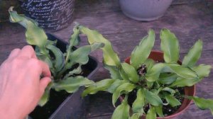 Hosta Ripple Effect & Gravity Rocks I Сравниваем хосты #обзор #julia_i_sad #202