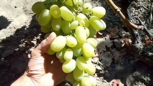 Виноград Боготяновский