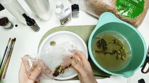 Клоны растений. Адаптация. Результат.