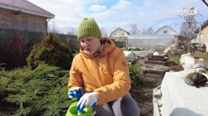 ИНСТРУКЦИЯ ПО ОБРАБОТКЕ ХВОЙНЫХ ВЕСНОЙ - ЗАЩИТА ОТ БОЛ