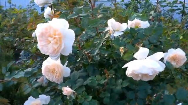 Роза Крокус Роуз .Девид Остин.