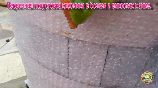 Первичная подготовка клубники в бочках и емкостях к з? смотреть онлайн