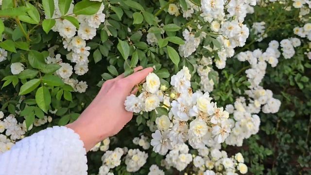 Роза сорт Гирлянд де Амур (Guirlande d'Аmour) смотреть онлайн