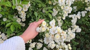 Роза сорт Гирлянд де Амур (Guirlande d'Аmour)