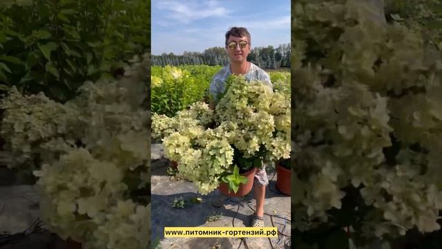 Крупномеры гортензий с35л, с45л, с55л, с90л ☎️8-926-645-46-99 Анд смотреть онлайн