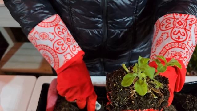 Как сохранить маточник Петунии? 🌟 Секрет второго шан? смотреть онлайн