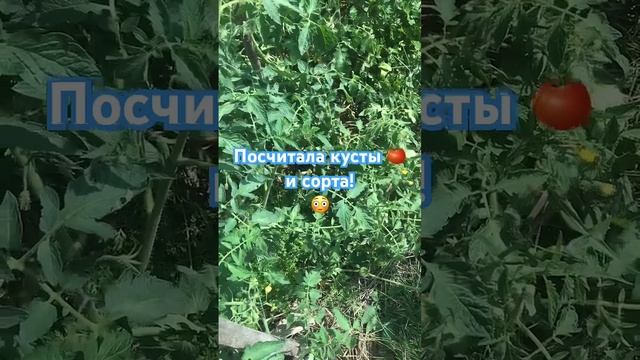 Кусты и сорта 2025!!! #сорта #сортатоматов #томаты #помидо? смотреть онлайн