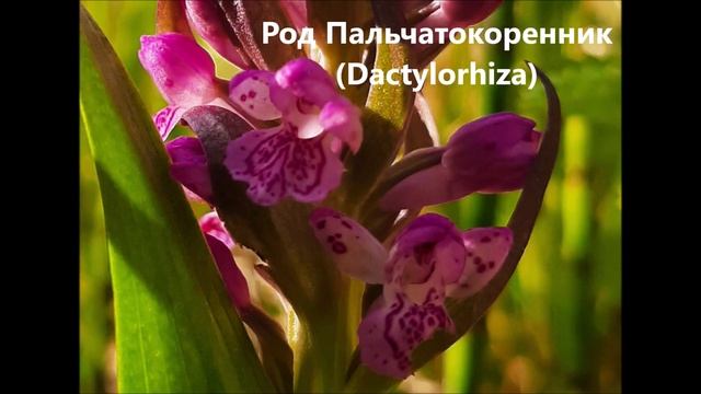 Редкие растения ВКО смотреть онлайн