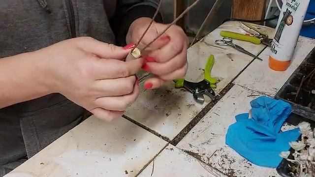 Прививка ивы Нитида и Хакуро-Нишики на штамб и результ