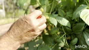 Новинка! Малина  «Вайолет»