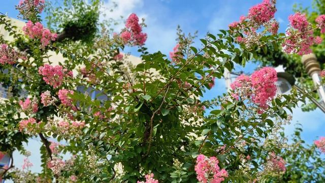 능소화 등(Китайская трубчатая лоза и другие цветы)(2024. 8. 1 смотреть онлайн