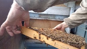 Обзор пчелопакетов бакфаст.