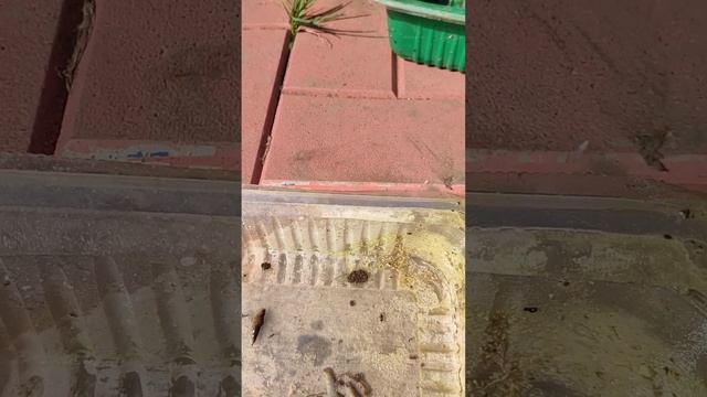 Эксперимент со слизнями и червяками,слабонервным не с смотреть онлайн
