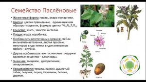🌿  Покрытосеменные растения.