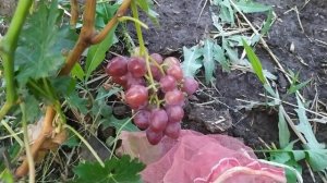 ВИНОГРАД .Новейшие формы винограда Калугина В.М. , под ?