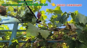 Купидон и Дынька - любимые вкусняшки!