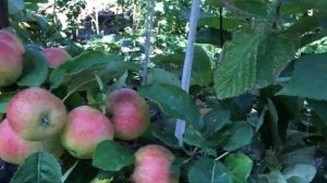 Яблоня Вильямс Прайд (07.08.23)