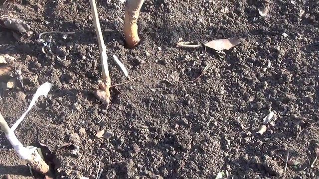 🌳 🔪 Окулировка Шелковицы весной. Grafting mulberry spring.🌱 смотреть онлайн