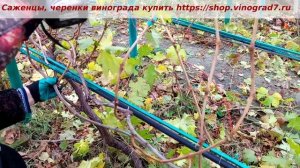 Формировка винограда - кордон, веерная с зонами плодон