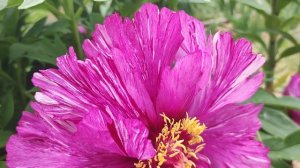 Цветение пионов 2024. ИТО-гибриды. С названием сортов.