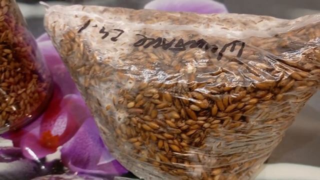 Подготовка зерна к засеву мицелием! Подробное описани смотреть онлайн