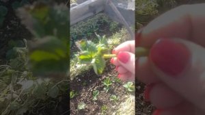 КАК СОХРАНИТЬ РАССАДУ КЛУБНИКИ ЗИМОЙ !!!!!!!