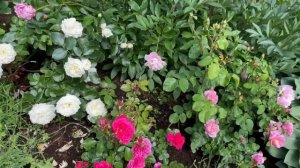 Самые прекрасные розы Дэвида Остина! Июнь 2025 Калининг?