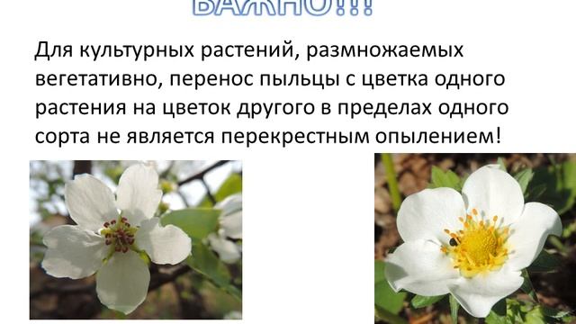 Виды и способы опыления смотреть онлайн