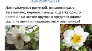 Виды и способы опыления