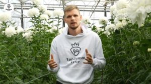 Хризантемы. Как вырастить на срезку в теплице?