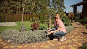 Весенняя обрезка лаванды. Простой способ обрезки для ?