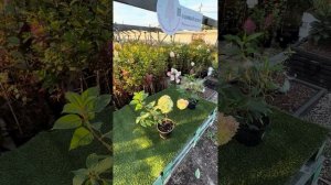 Гортензии Литл Аппл и Би Грин сравнение