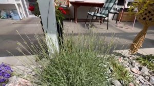 Лаванда и Лавандин. В чем разница. Как стричь.