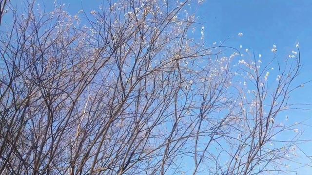 Первые весенние медоносы и пыльценосы.